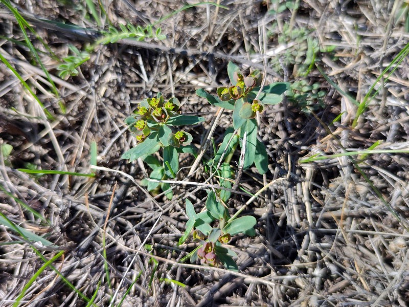 Euphorbia pseudagraria photo 8