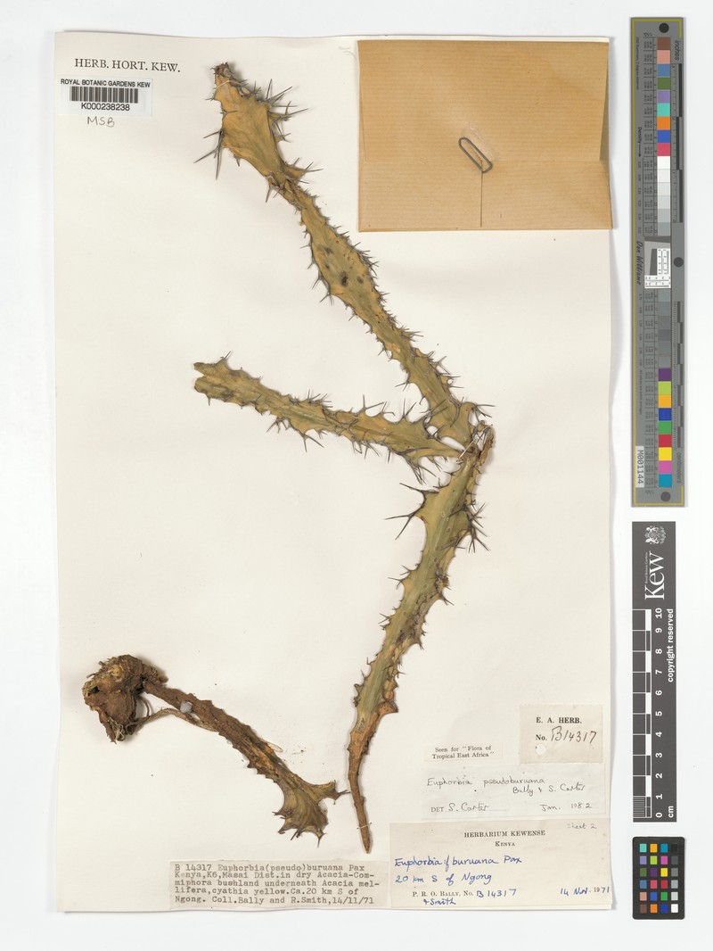 Euphorbia pseudoburuana