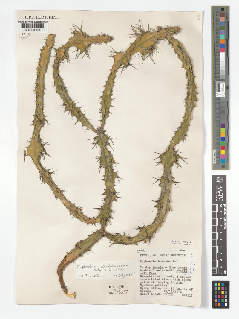 Euphorbia pseudoburuana photo 2