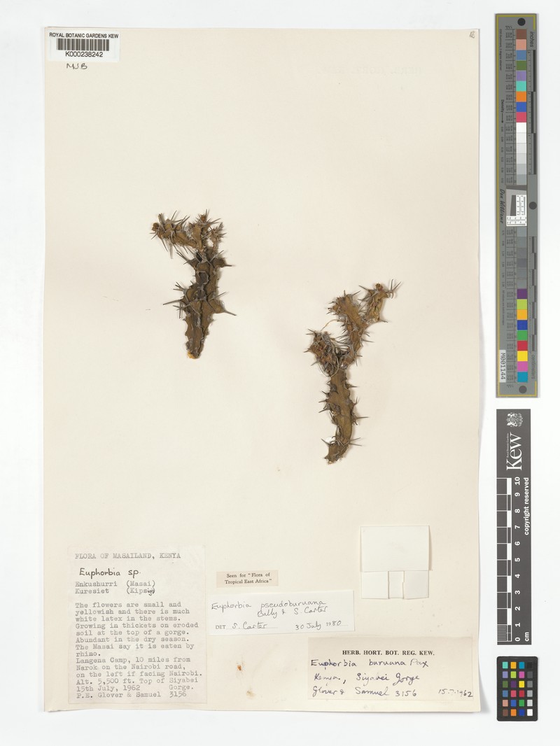 Euphorbia pseudoburuana photo 4
