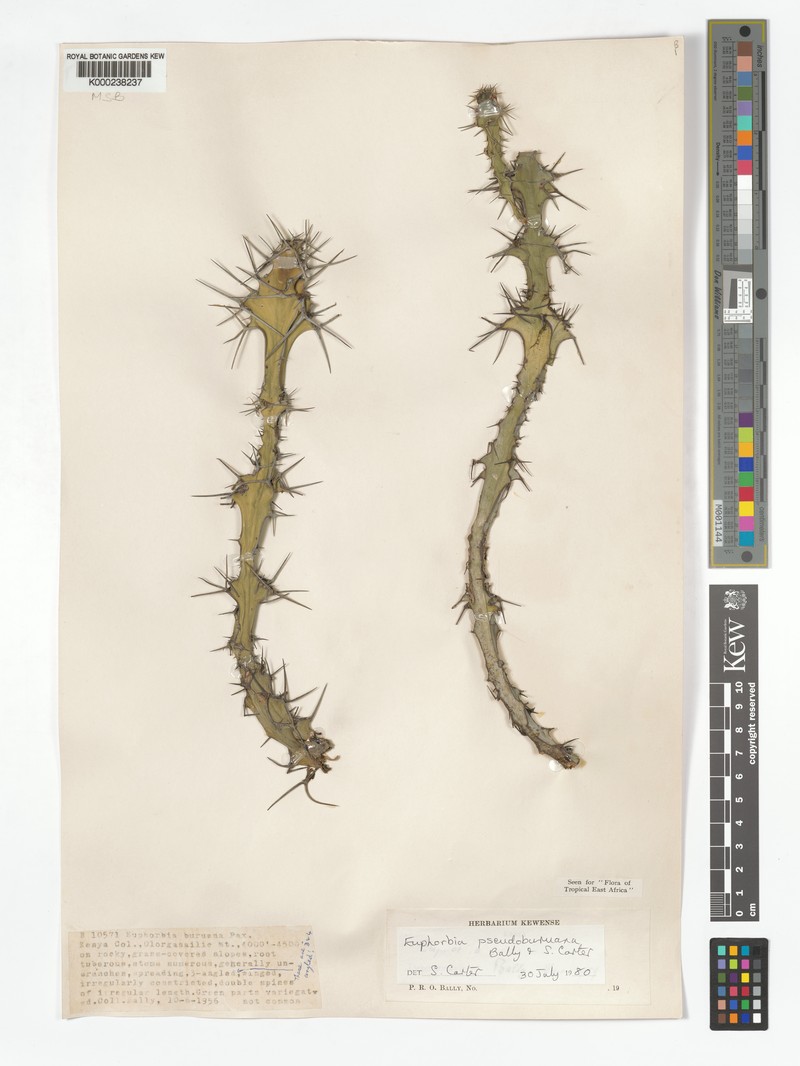 Euphorbia pseudoburuana photo 5