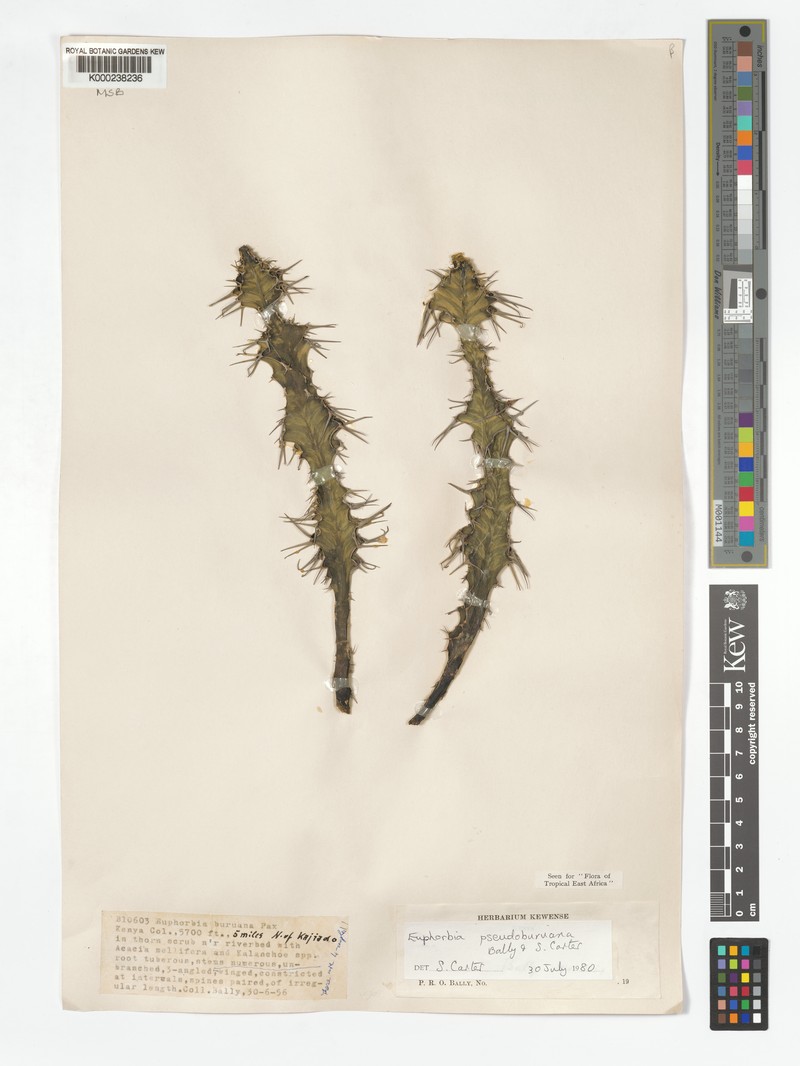 Euphorbia pseudoburuana photo 6