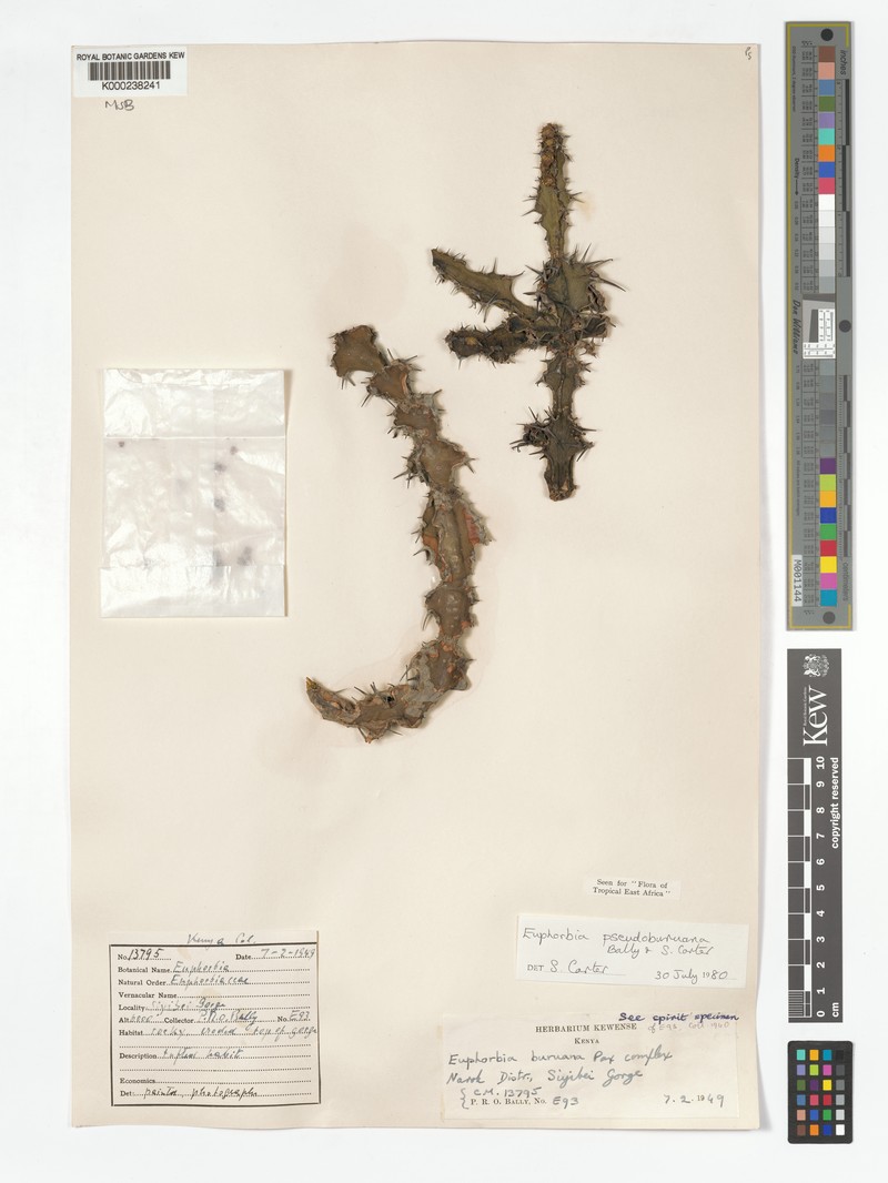 Euphorbia pseudoburuana photo 7