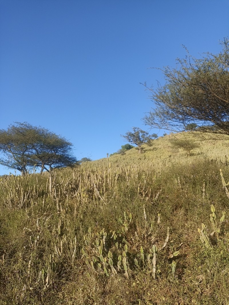 Euphorbia pseudocactus