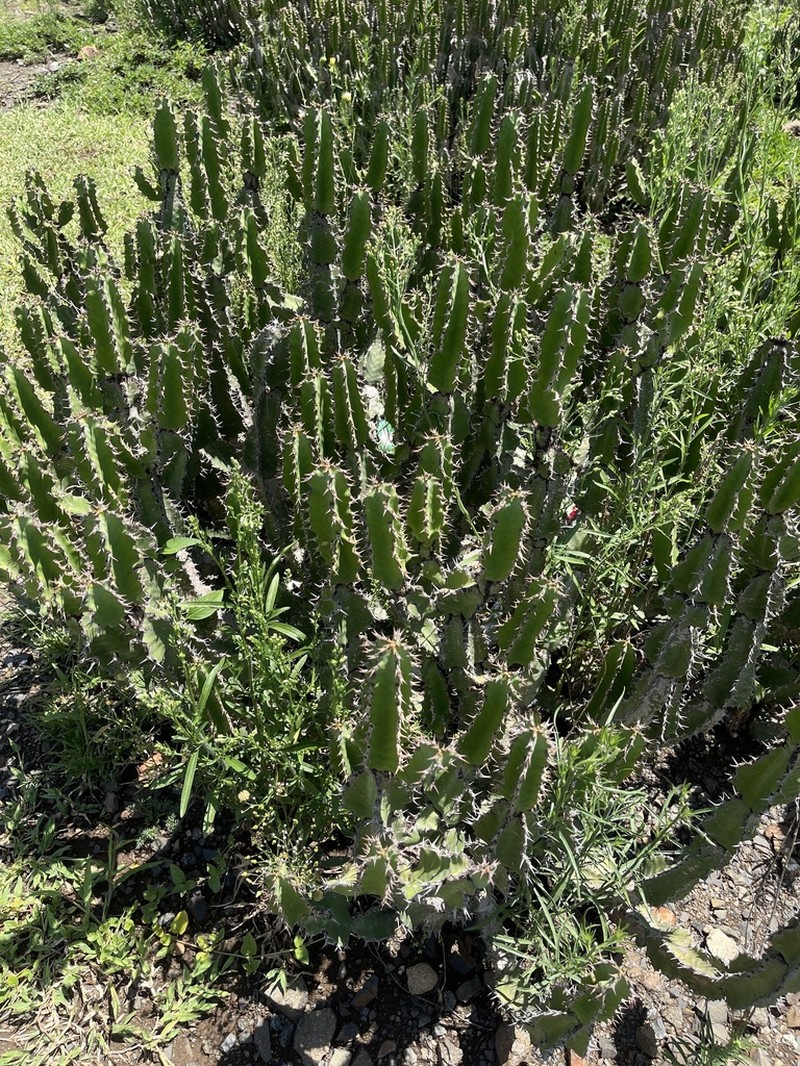Euphorbia pseudocactus photo 2