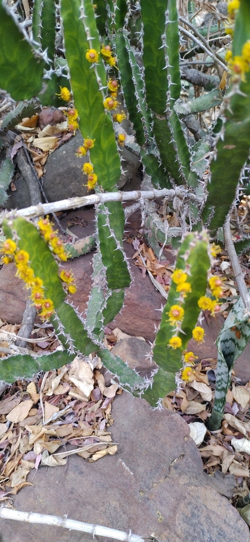 Euphorbia pseudocactus photo 3