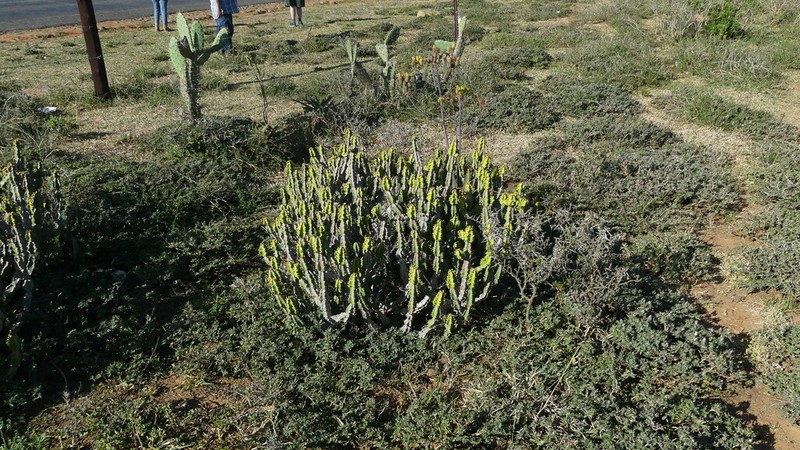 Euphorbia pseudocactus photo 4