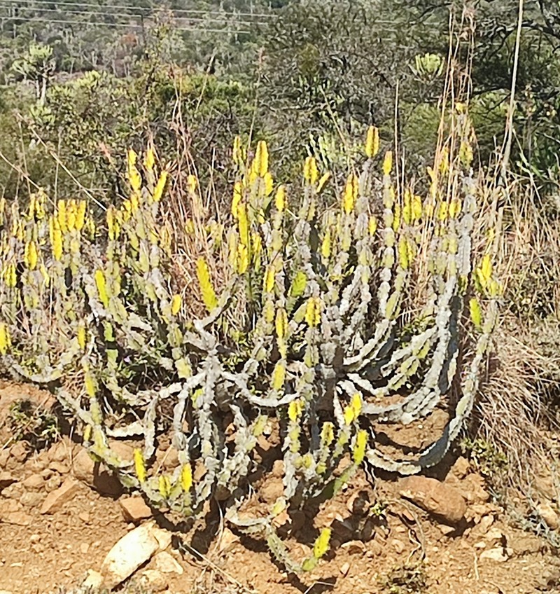 Euphorbia pseudocactus photo 5