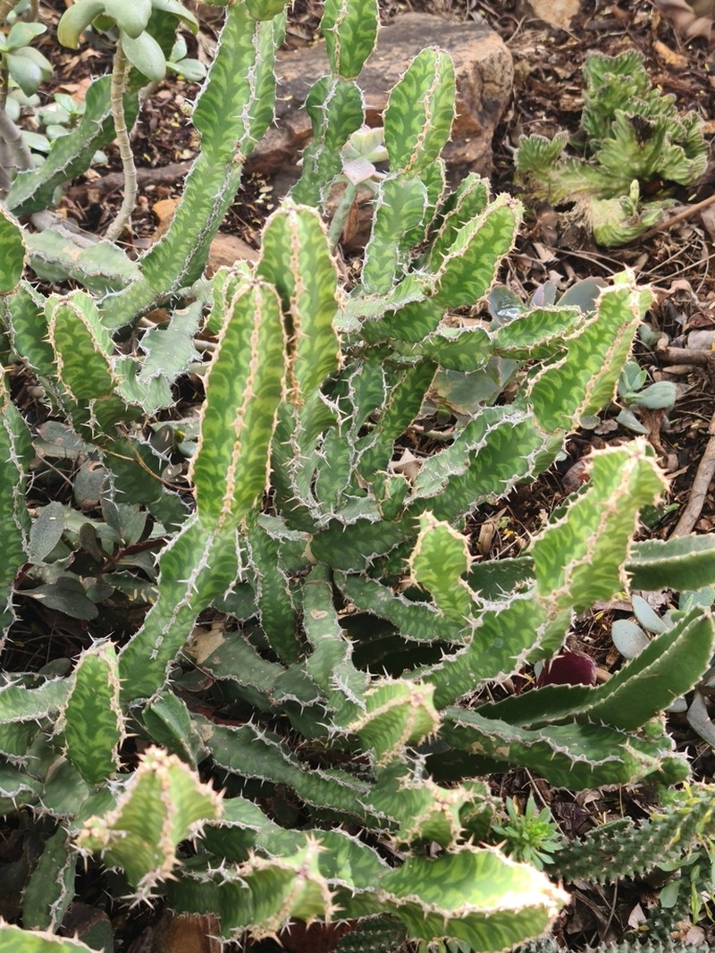 Euphorbia pseudocactus photo 6