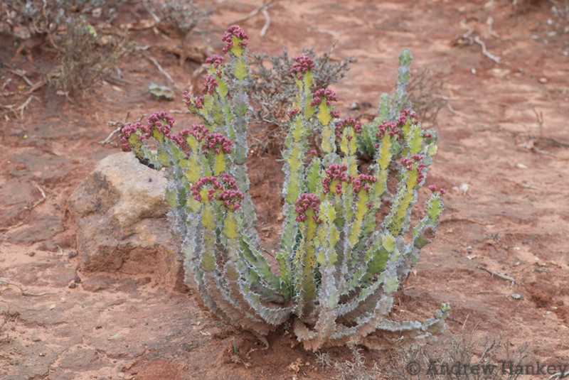 Euphorbia pseudocactus photo 7