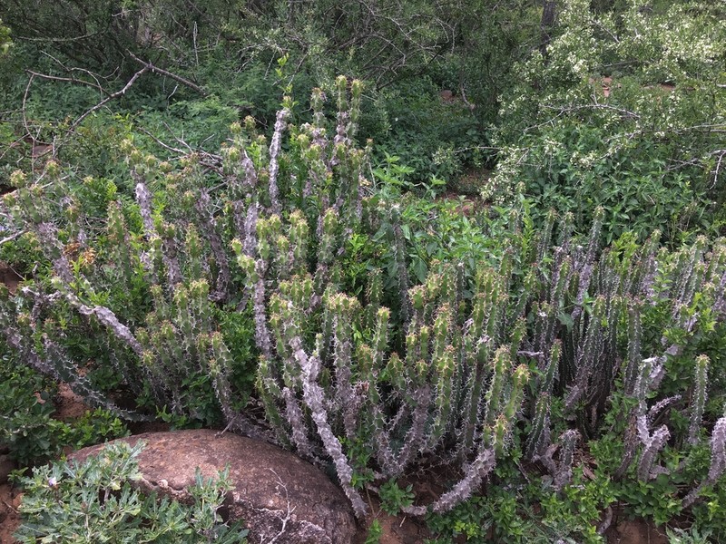 Euphorbia pseudocactus photo 8