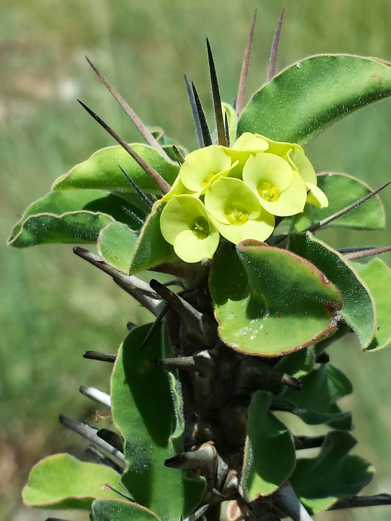 Euphorbia pseudodidiereoides