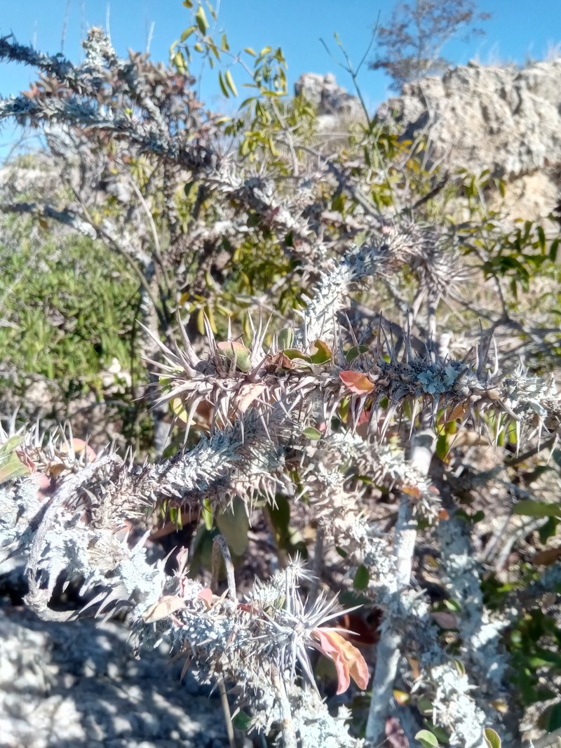 Euphorbia pseudodidiereoides photo 4