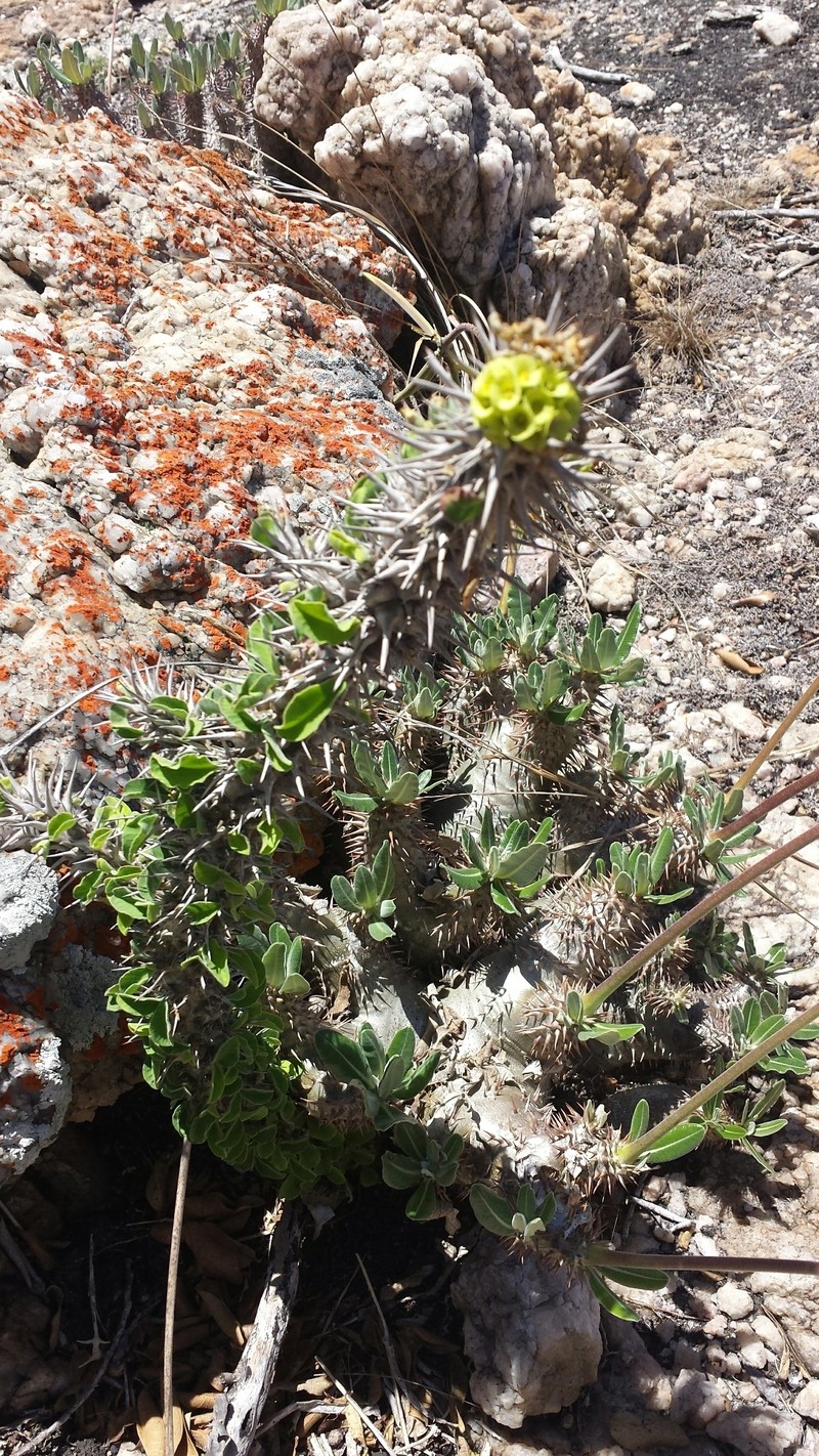 Euphorbia pseudodidiereoides photo 6