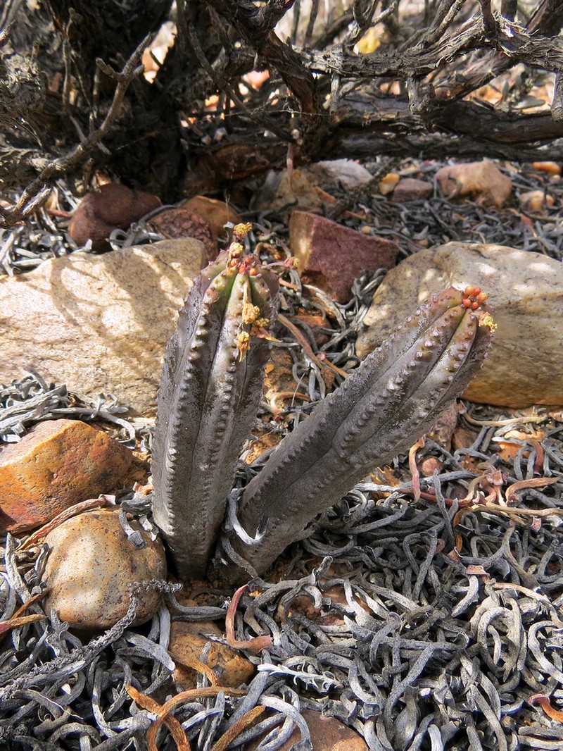 Euphorbia pseudoglobosa