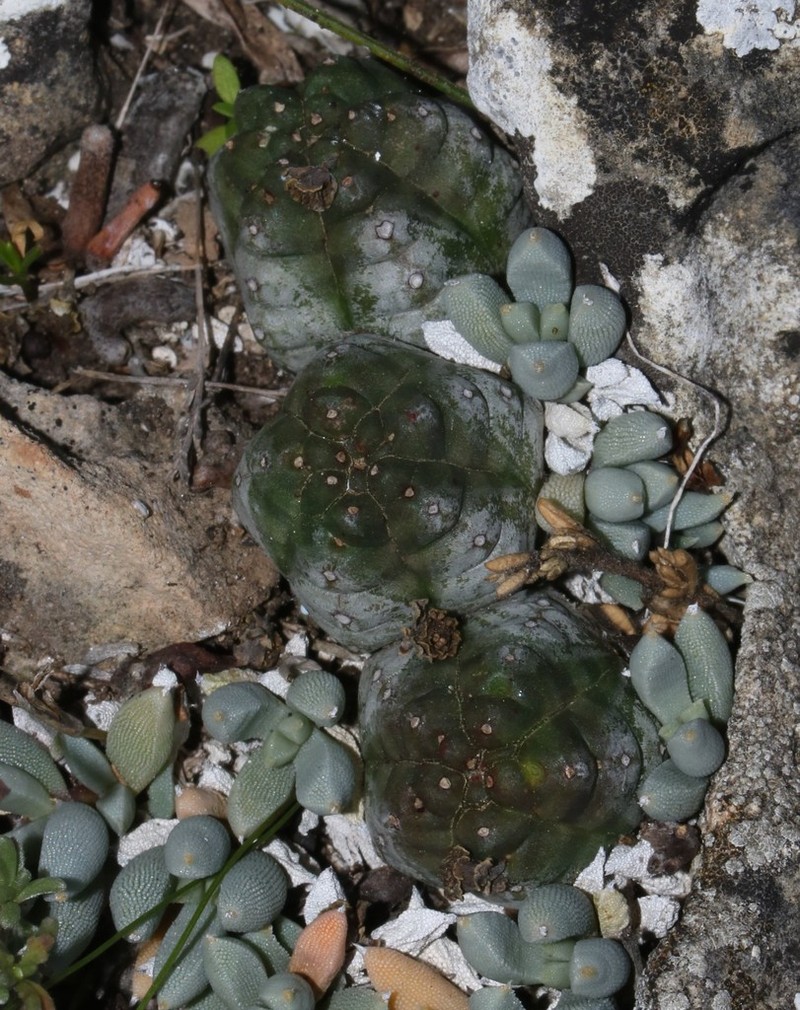 Euphorbia pseudoglobosa photo 2