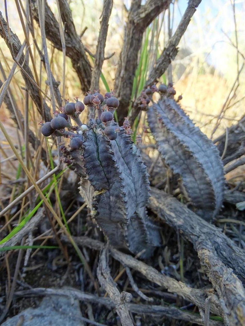 Euphorbia pseudoglobosa photo 3