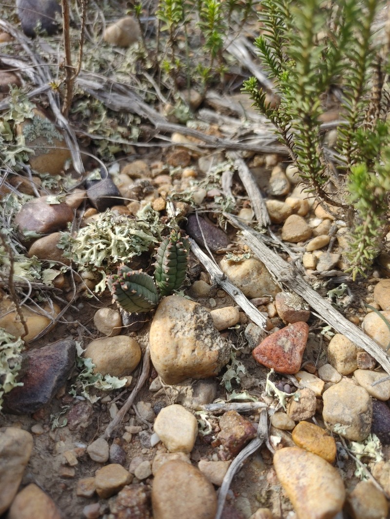 Euphorbia pseudoglobosa photo 4
