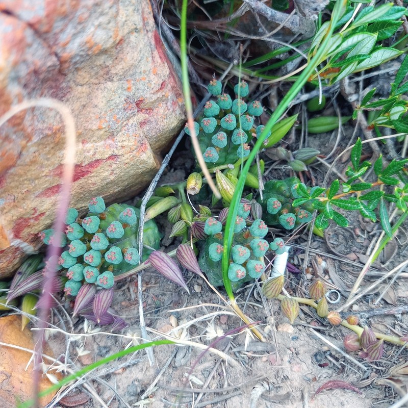 Euphorbia pseudoglobosa photo 5