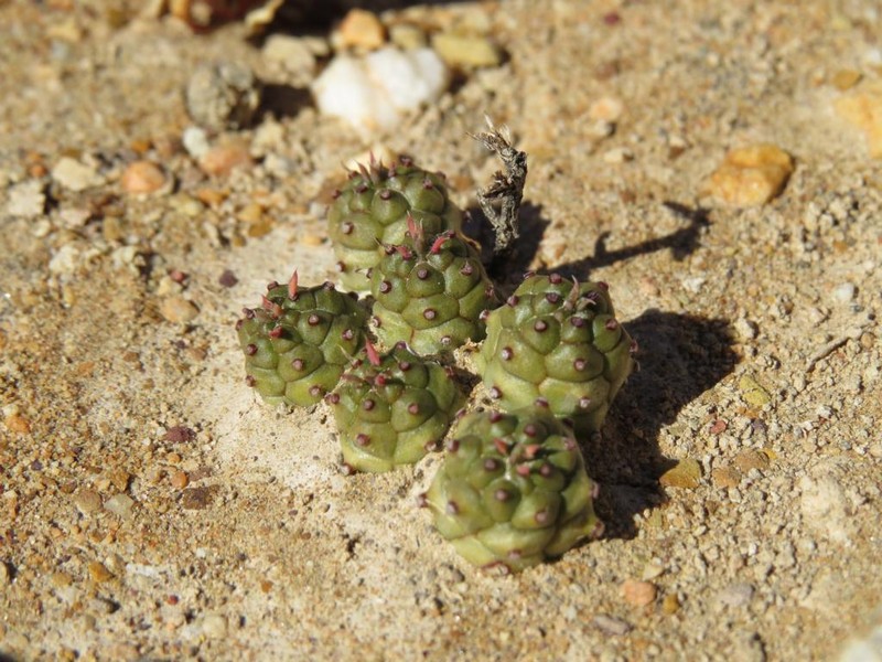 Euphorbia pseudoglobosa photo 8