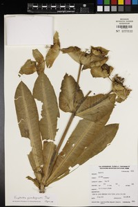 Euphorbia pseudograntii
