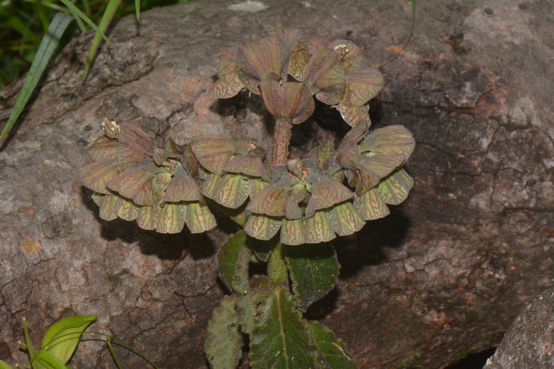 Euphorbia pseudohirsuta