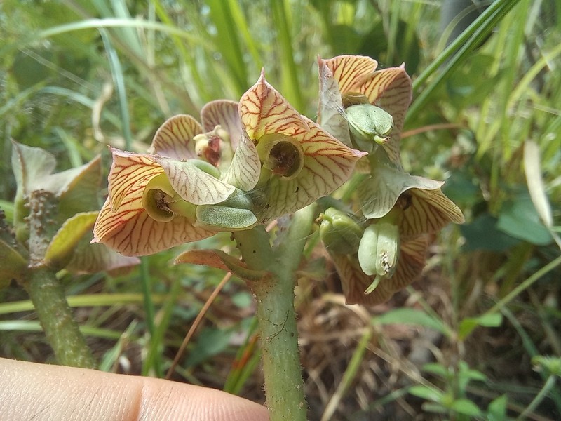 Euphorbia pseudohirsuta photo 2