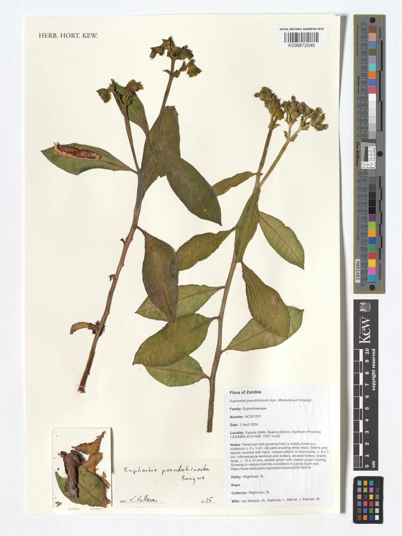 Euphorbia pseudohirsuta photo 3