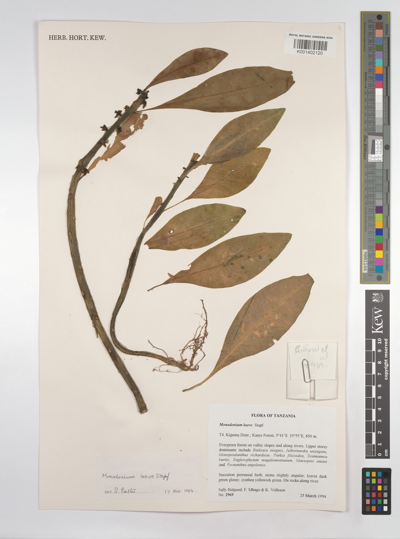 Euphorbia pseudolaevis
