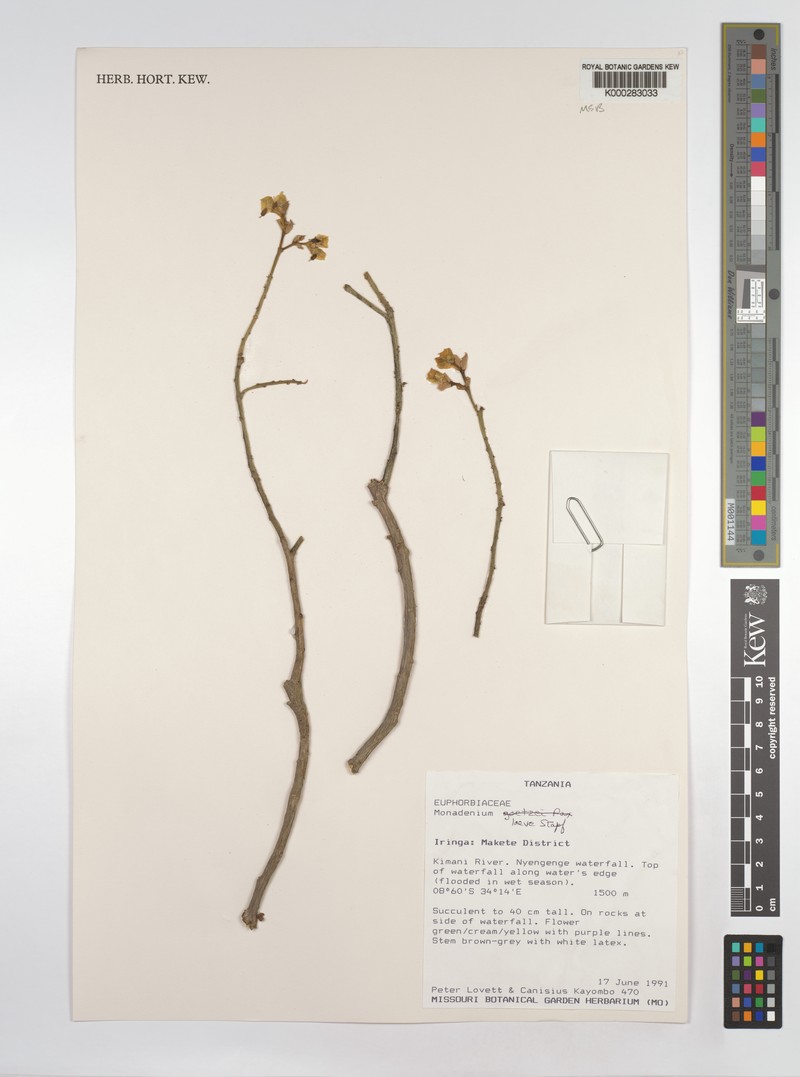 Euphorbia pseudolaevis photo 2