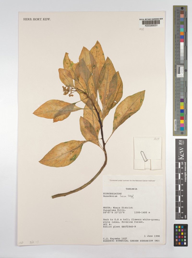 Euphorbia pseudolaevis photo 3