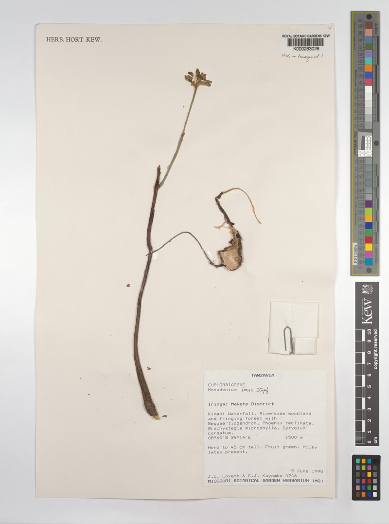Euphorbia pseudolaevis photo 4