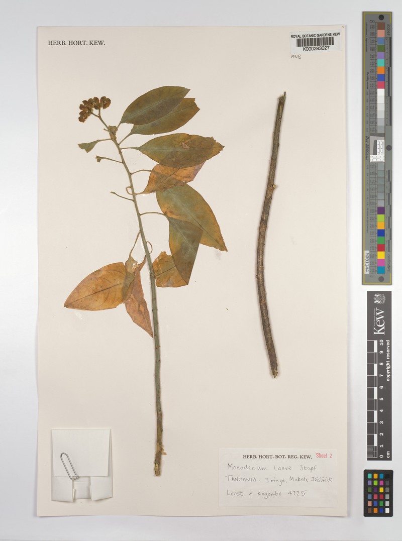 Euphorbia pseudolaevis photo 5