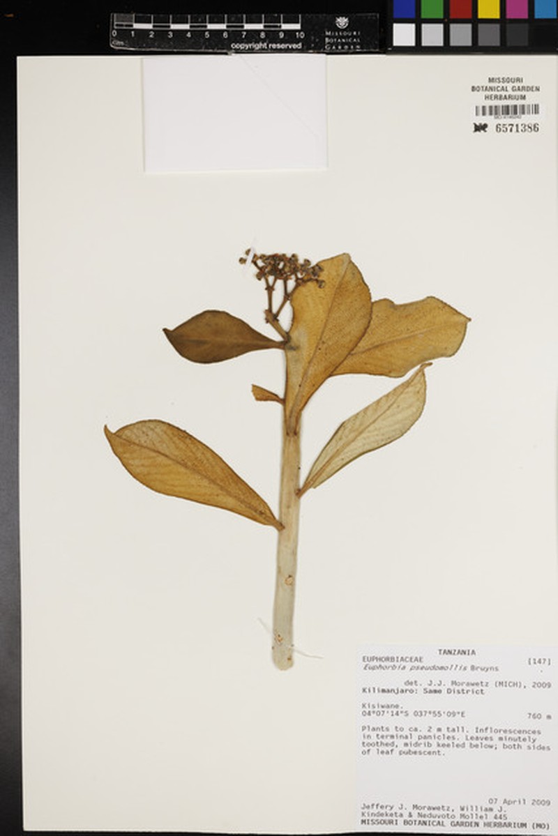 Euphorbia pseudomollis