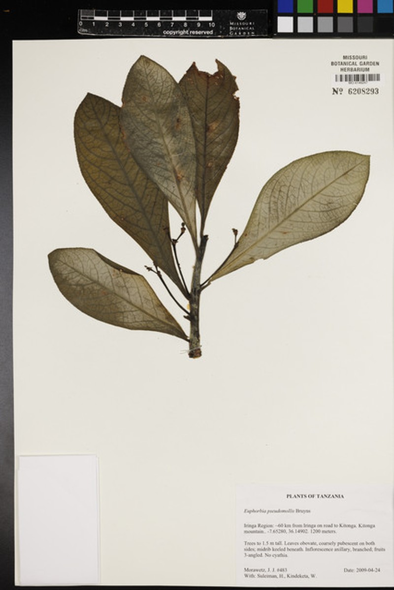 Euphorbia pseudomollis photo 2