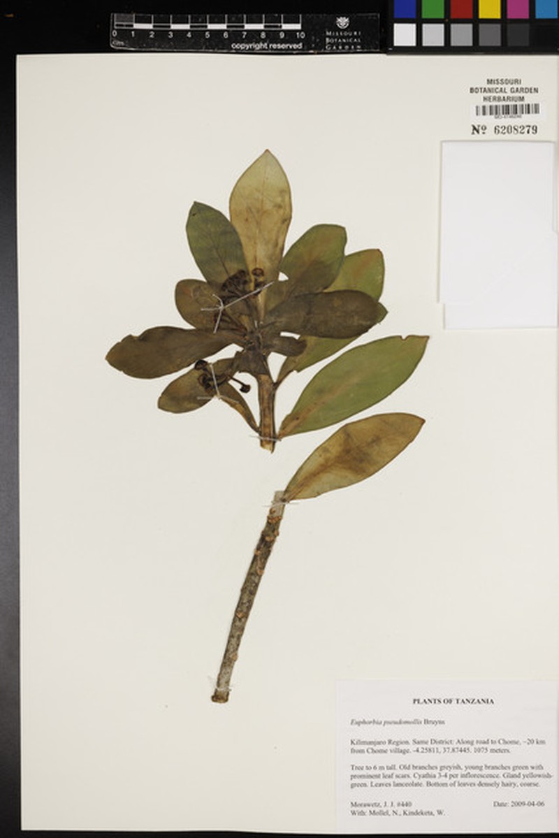 Euphorbia pseudomollis photo 3