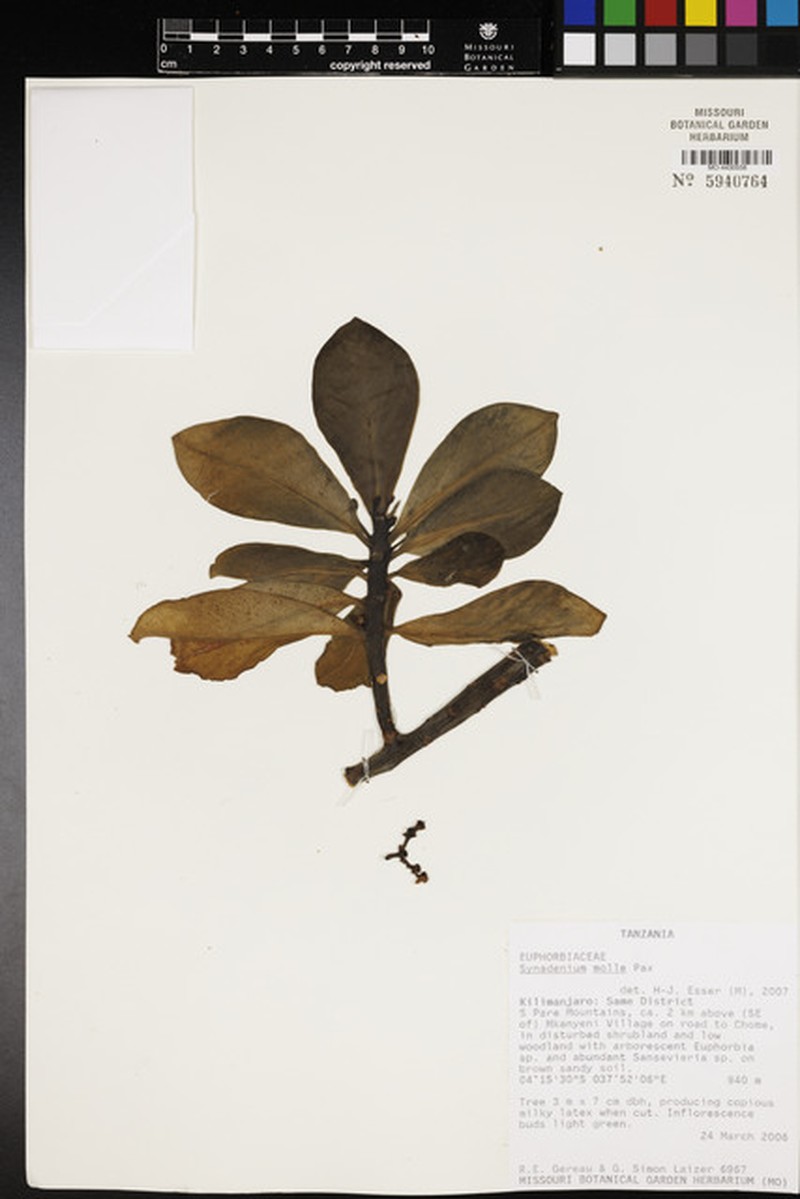 Euphorbia pseudomollis photo 4