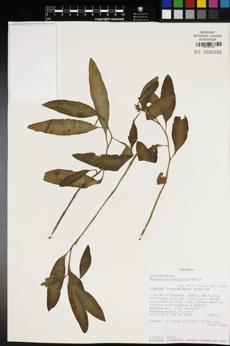 Euphorbia pseudopetiolata