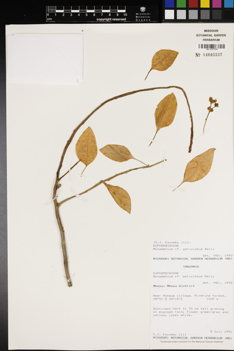 Euphorbia pseudopetiolata photo 2