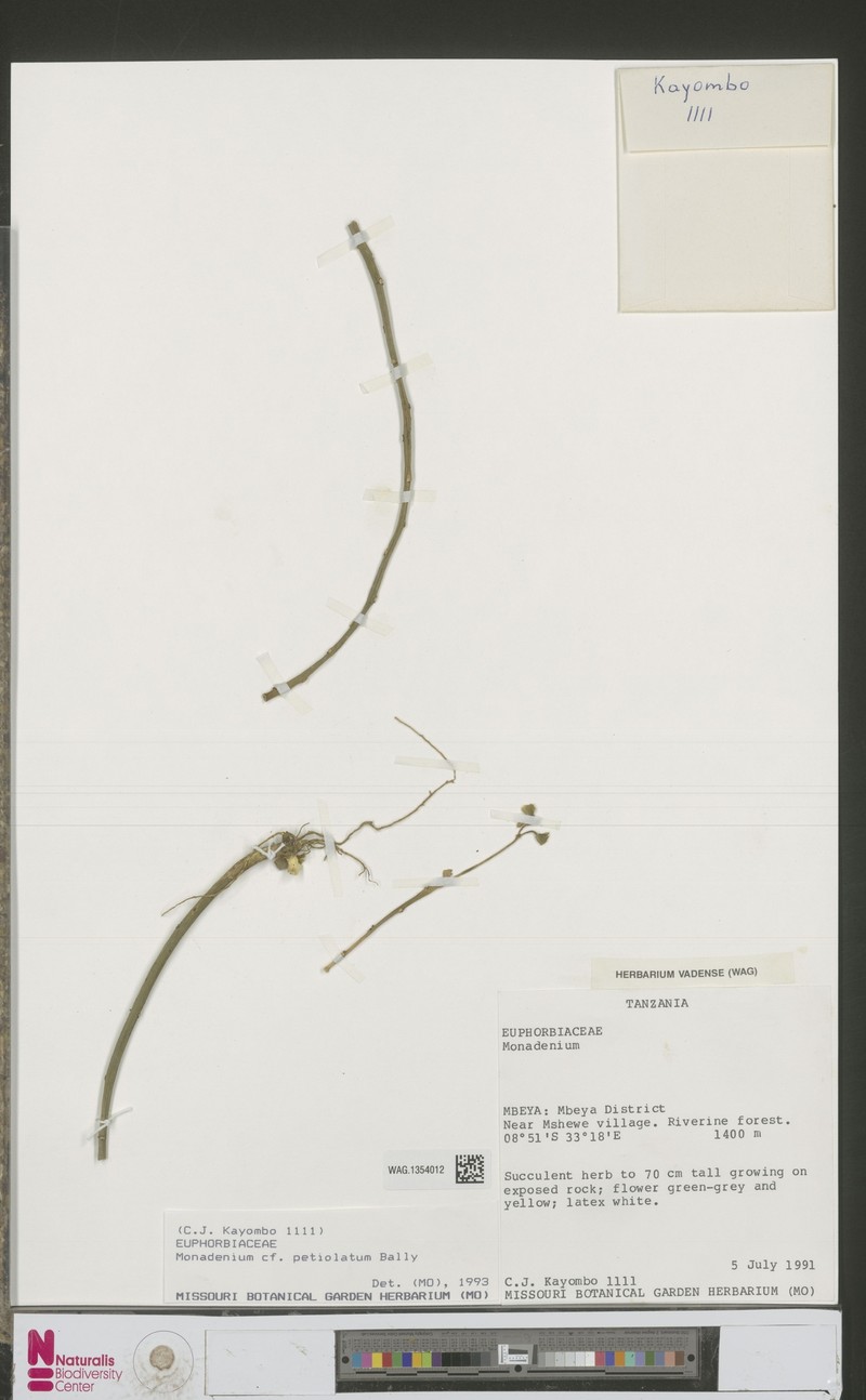 Euphorbia pseudopetiolata photo 3