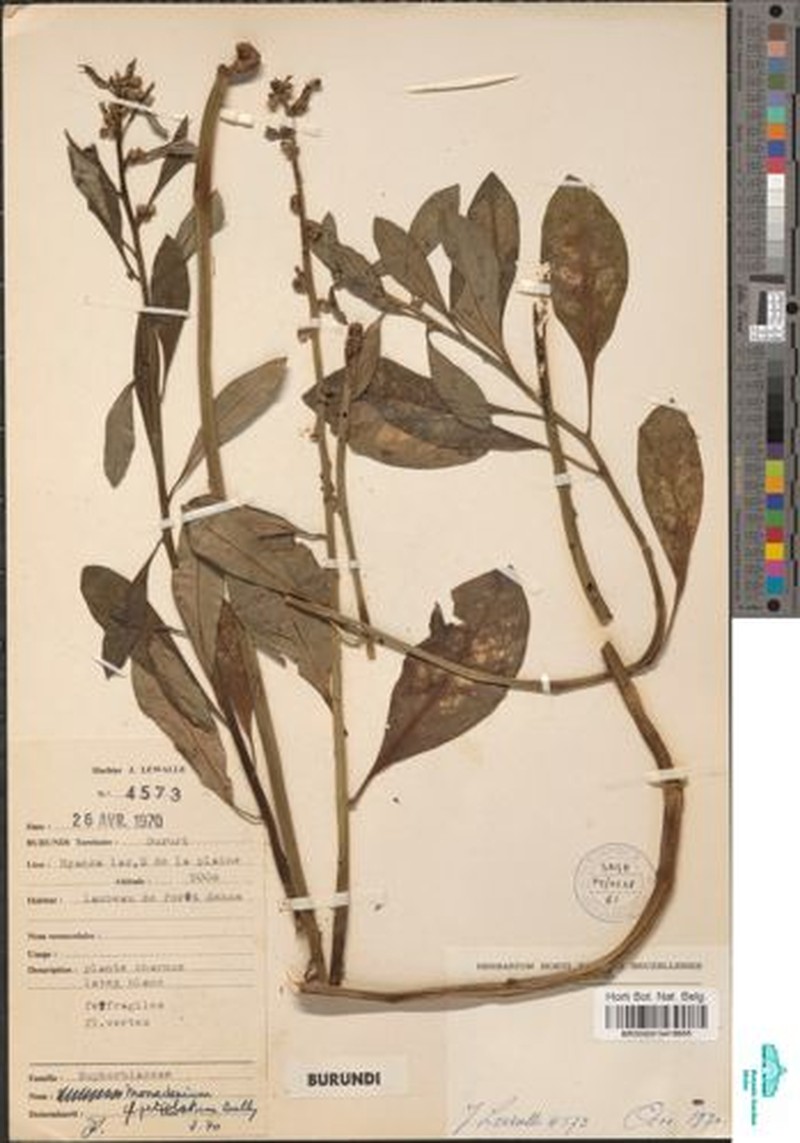 Euphorbia pseudopetiolata photo 4