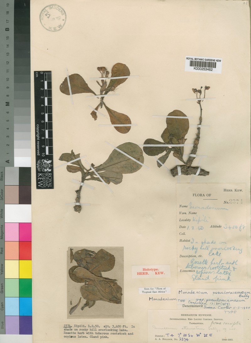Euphorbia pseudoracemosa photo 2