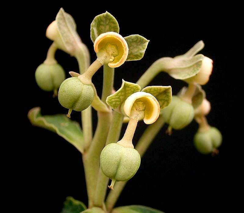 Euphorbia pseudoracemosa