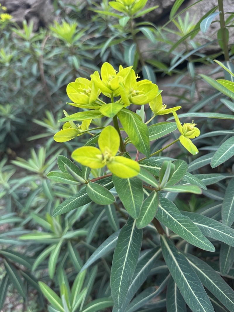 Euphorbia pseudosikkimensis