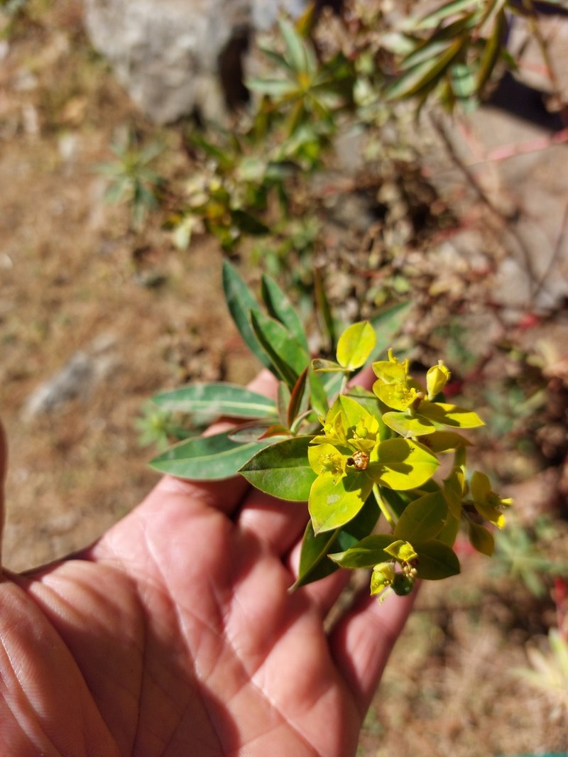 Euphorbia pseudosikkimensis photo 2