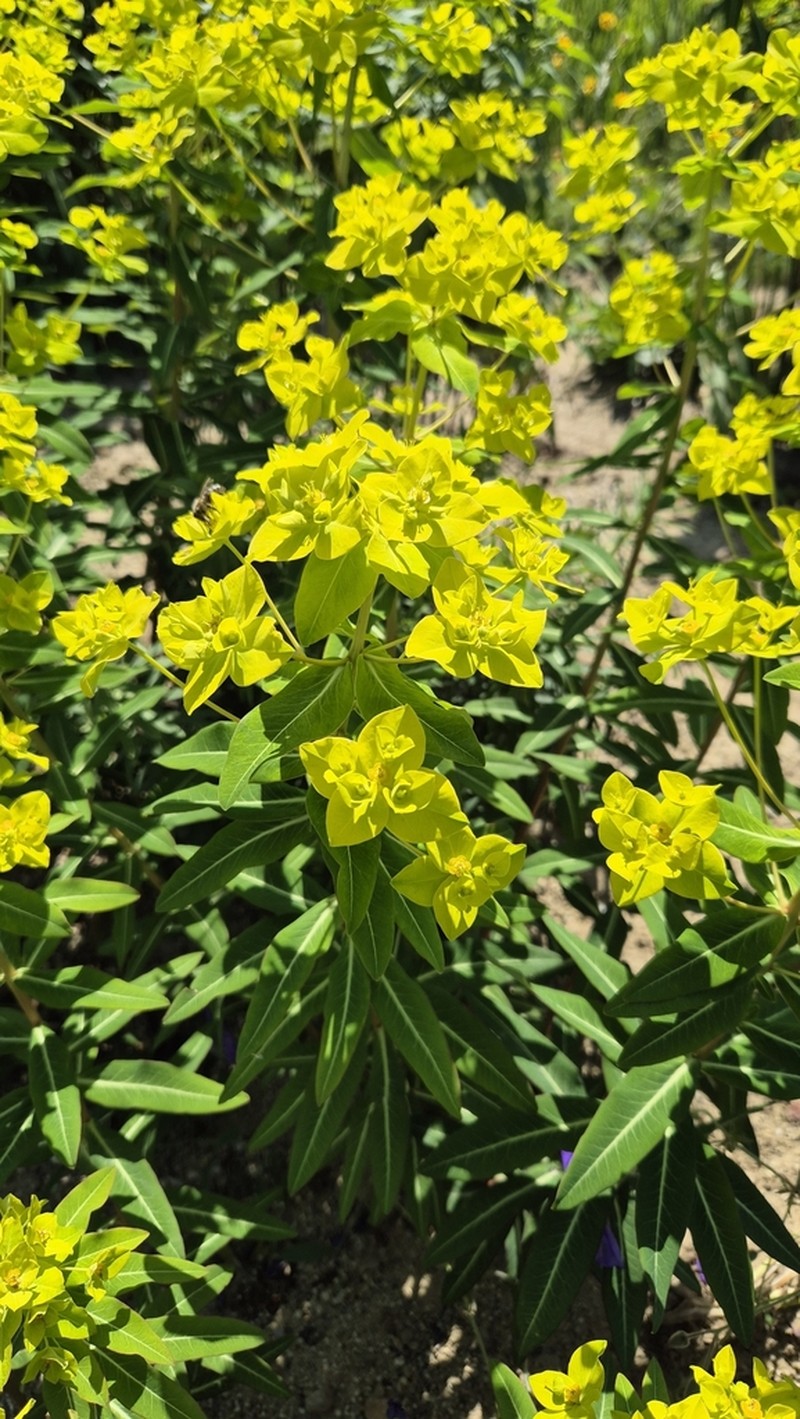 Euphorbia pseudosikkimensis photo 3