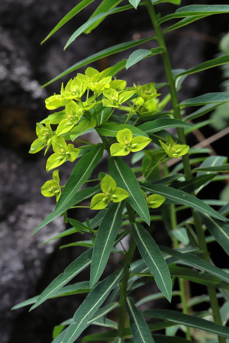 Euphorbia pseudosikkimensis photo 4