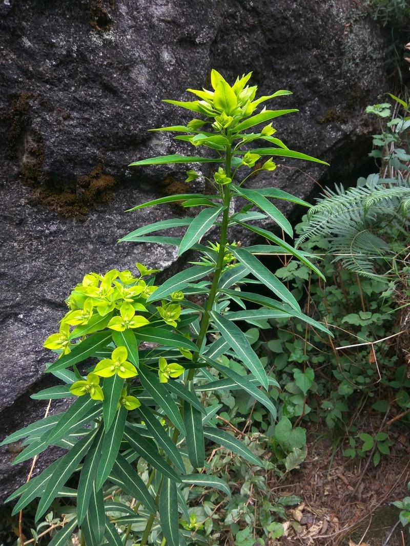 Euphorbia pseudosikkimensis photo 5
