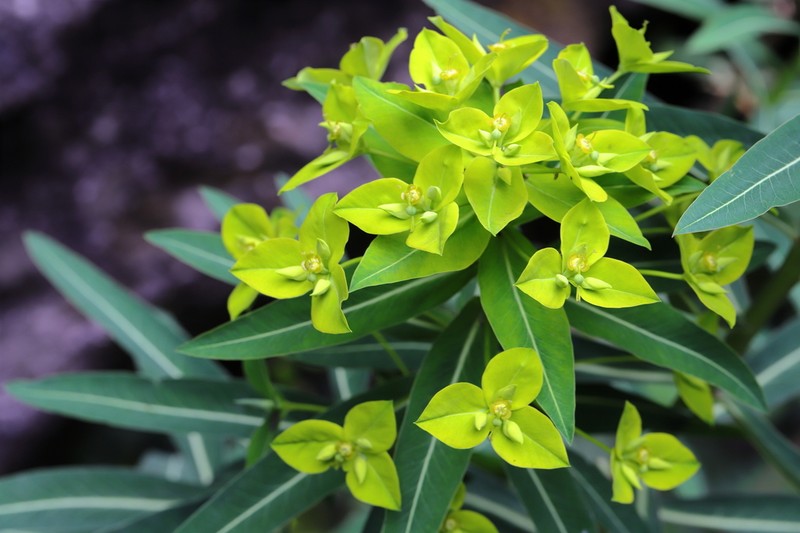 Euphorbia pseudosikkimensis photo 6