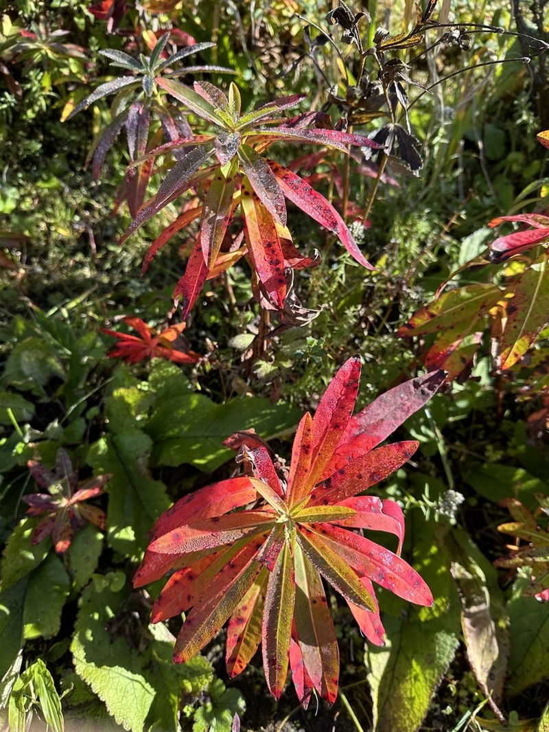 Euphorbia pseudosikkimensis photo 7